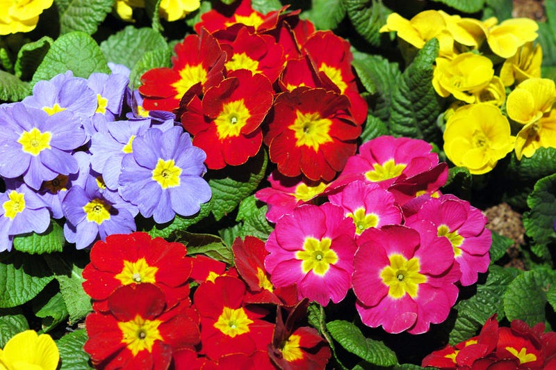 Flowers at a previous Philadelphia Flower Show