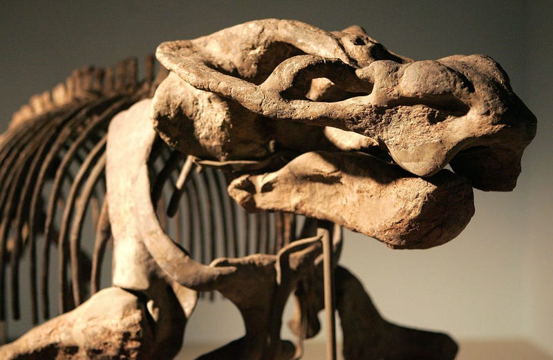 CHICAGO - MARCH 07: A Dicynodont synapsid, part of the "Evolving Planet" exhibit, is displayed at the Field Museum March 7, 2006 in Chicago, Illinois. The new exhibit, which opens to the public March 10, presents the evolution of life, taking a visitor through a four-billion-year journey.