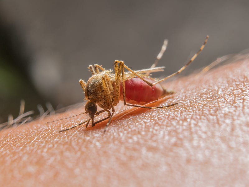 Dallas County officials have confirmed the season’s first human case of West Nile virus — a man in his early 40s diagnosed with a non-neuroinvasive form of the disease.