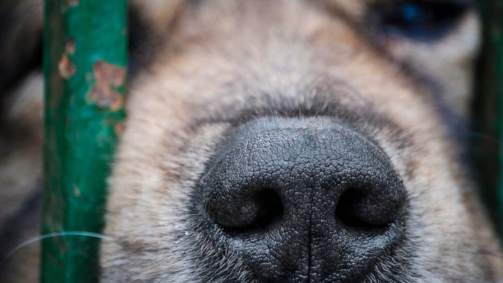 Second-degree animal torture, cruelty charges filed against Detroit man who filmed himself beating pit bull puppy