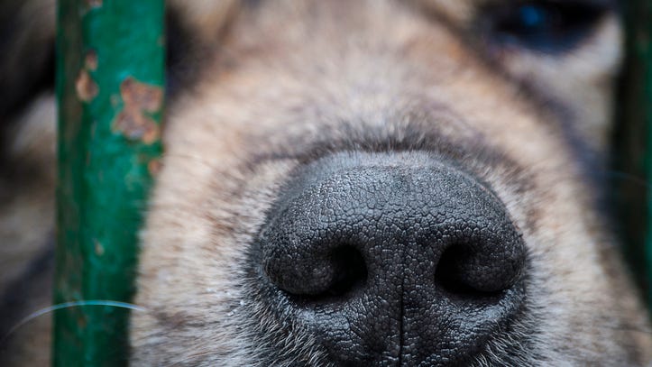 'Incredibly sad': over 160 dogs, 5 dead puppies in a bag discovered by authorities in severe case of animal hoarding