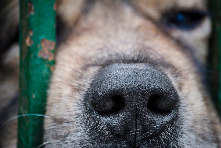 160 dogs were taken off a property in Northern Michigan