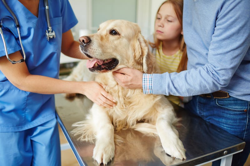 Veterinarian