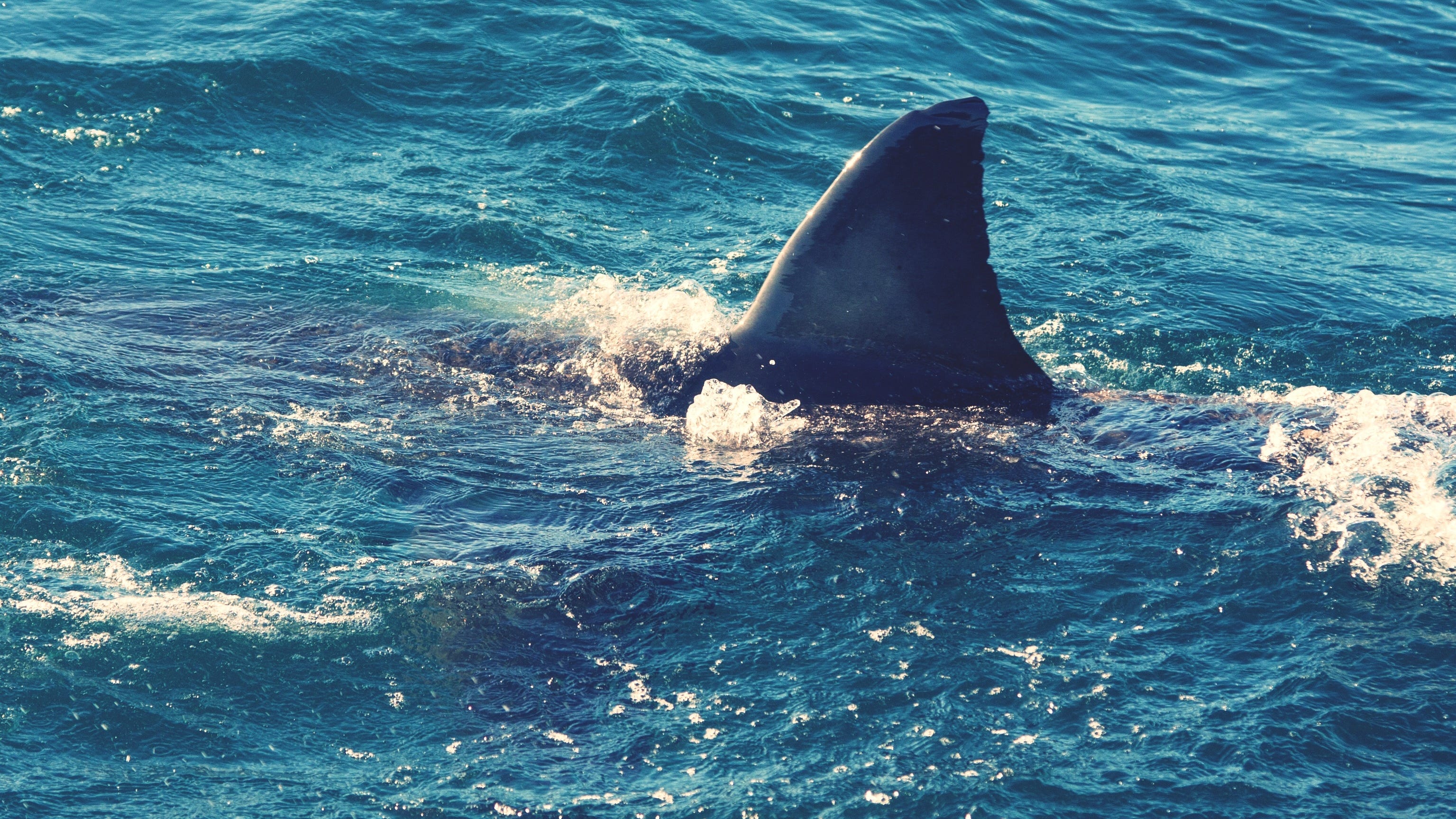 Man bitten by shark in San Mateo County; sent to hospital in serious condition