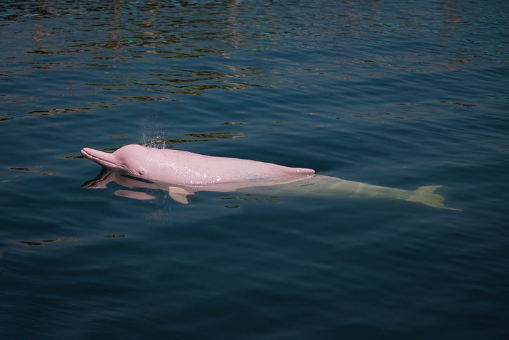 Dolphin at sea.