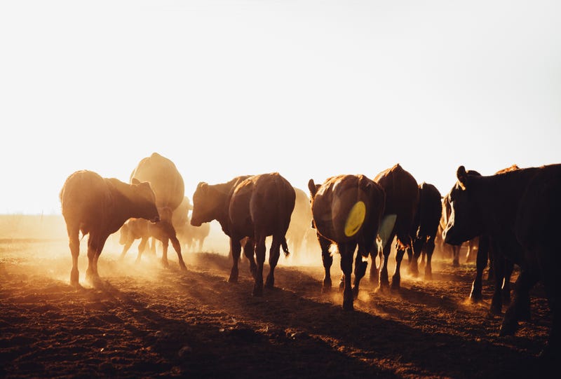 Cattle