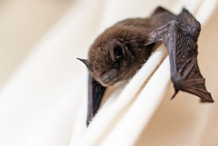 bat in home