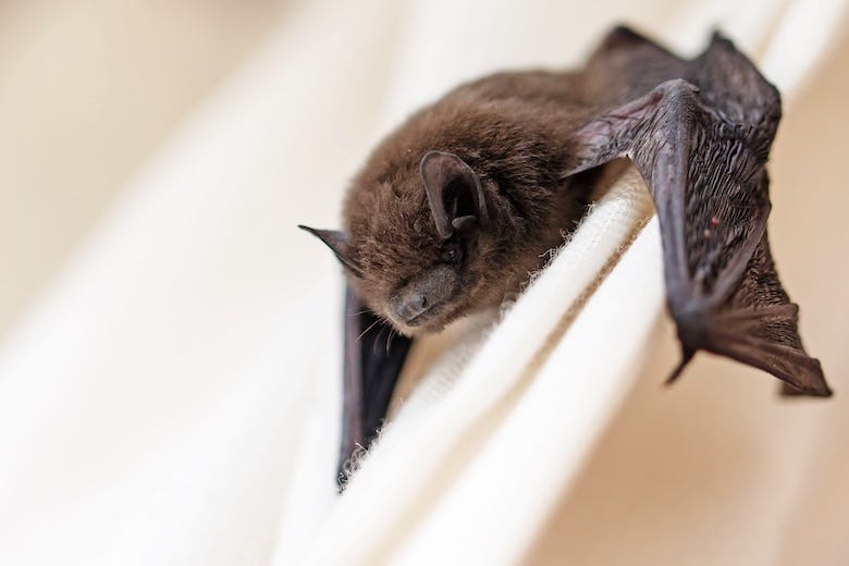 Bat crawling on a white curtain