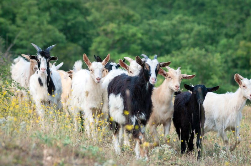 goats