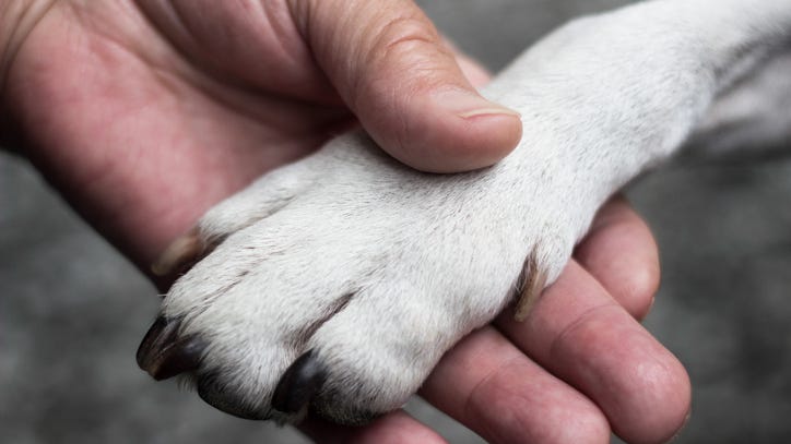 Loyal dog patiently waits six days outside of hospital for sick owner to be discharged