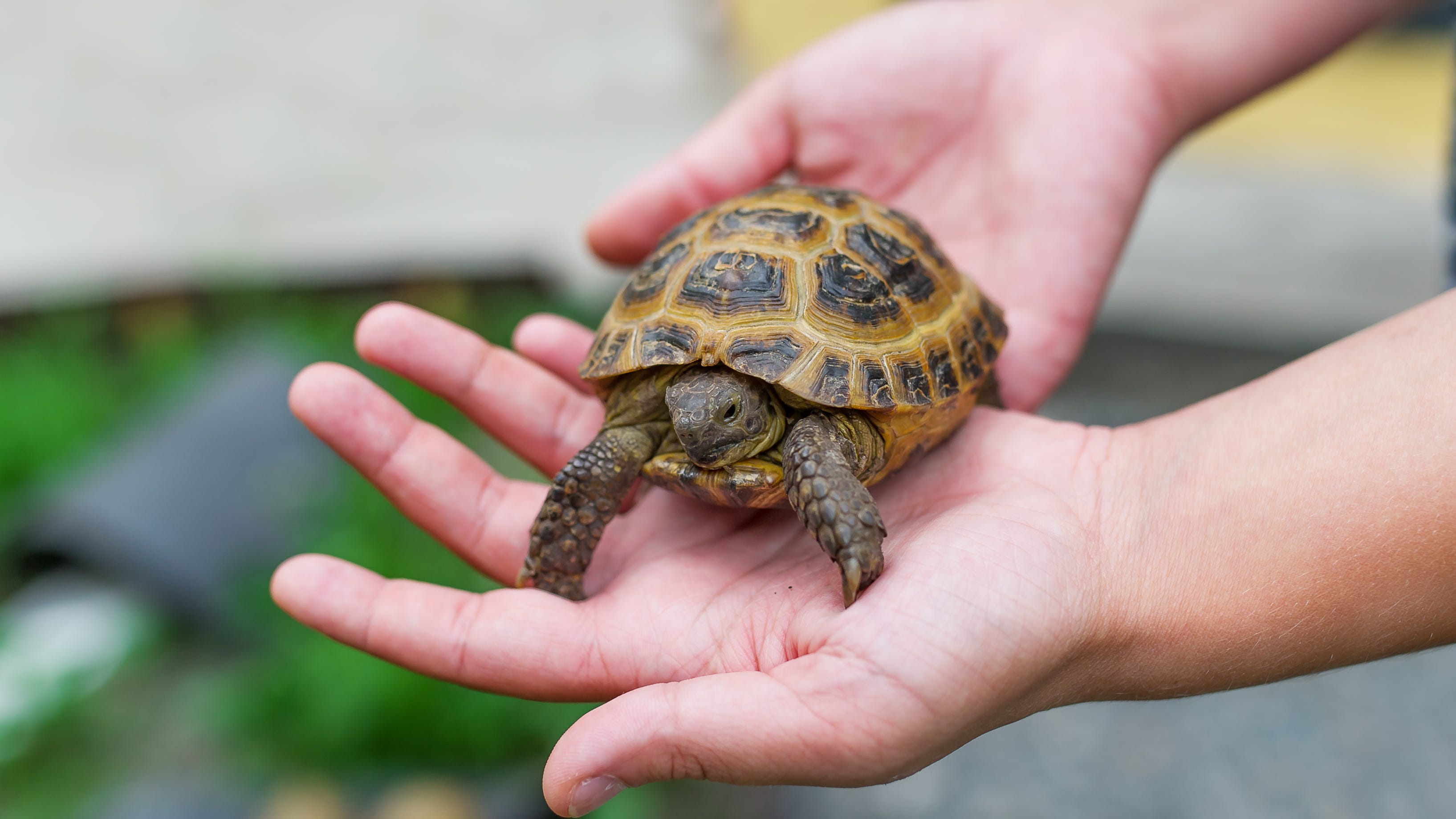 Salmonella outbreak across 11 states tied to pet turtles