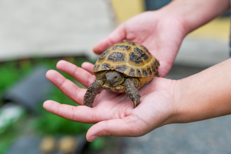 Pet turtle. 