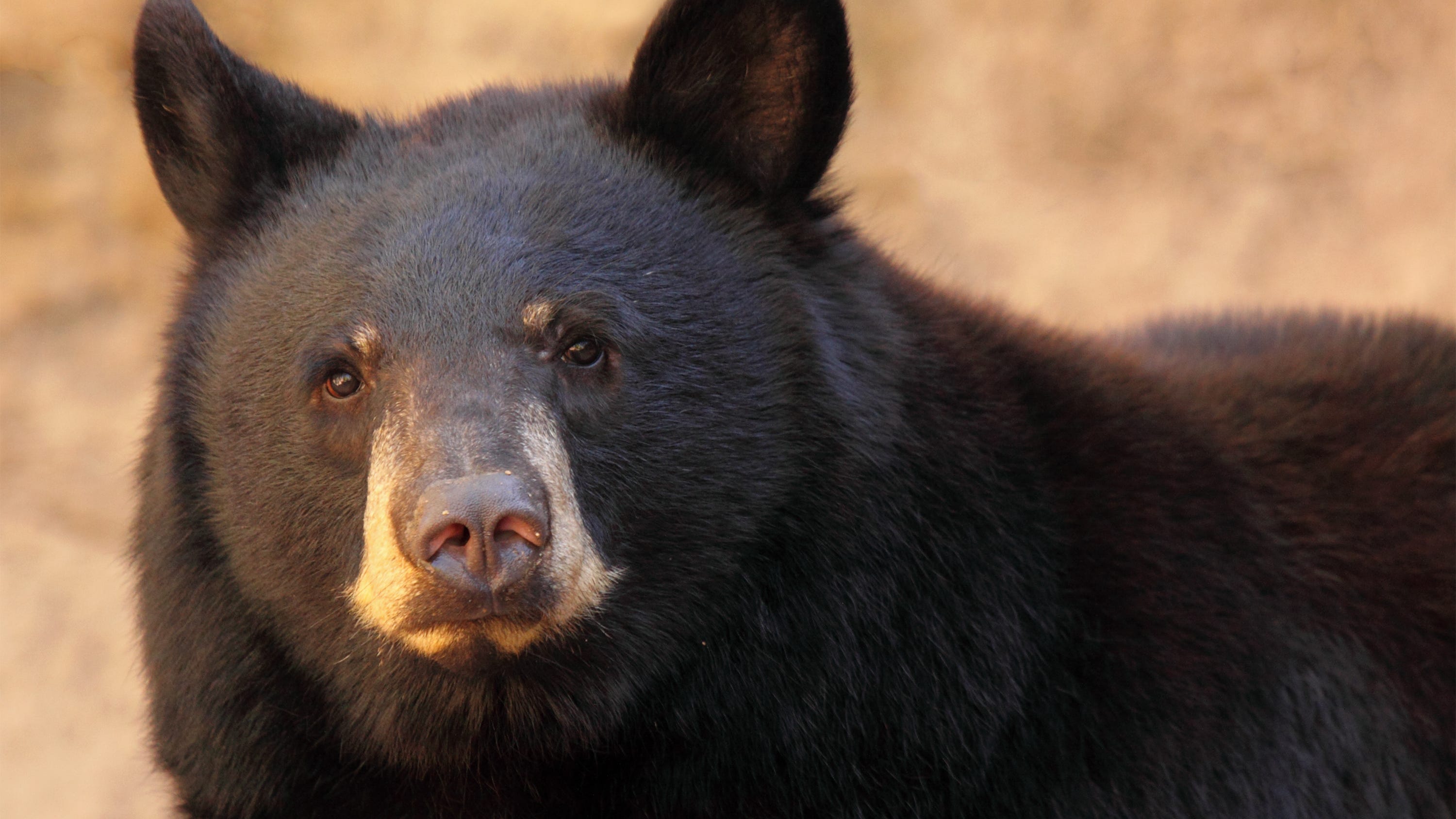 Report: Crazed bear that stalked and killed in unprovoked attack was healthy