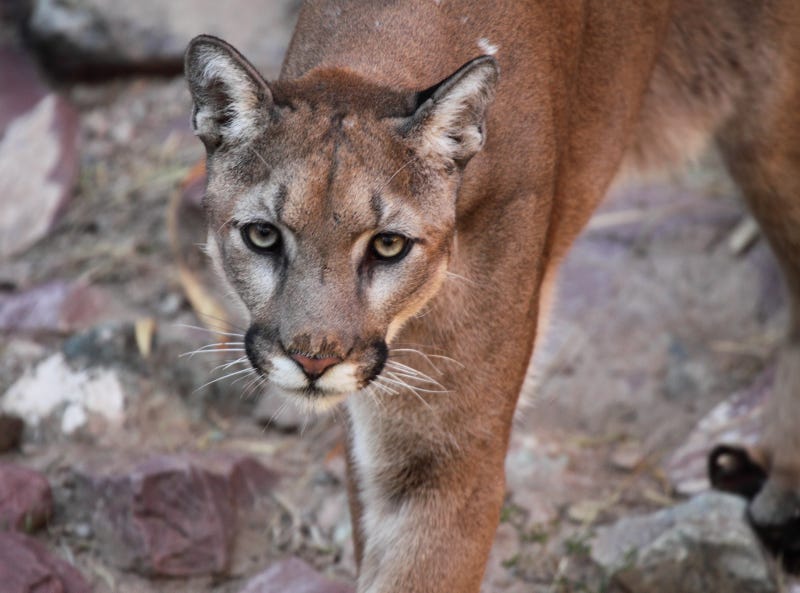 Mountain Lion