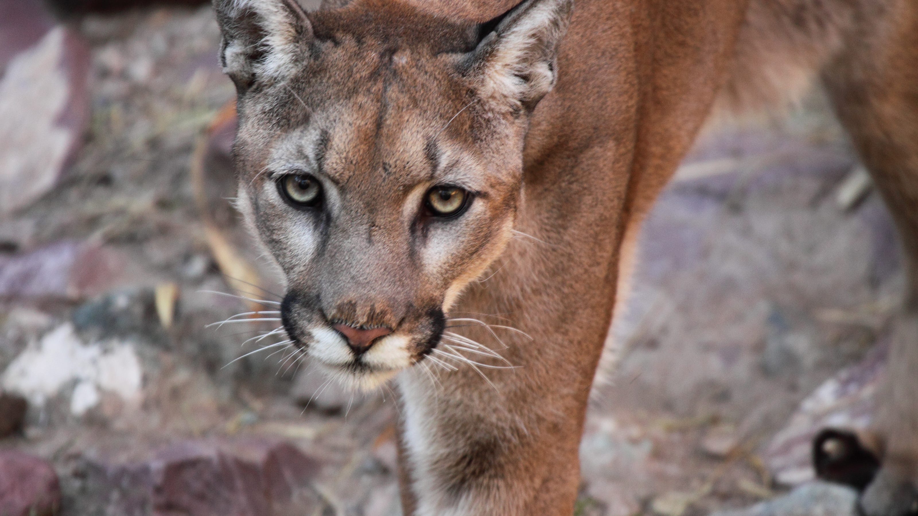 Agents can't find mountain lion that was struck by car in Missouri