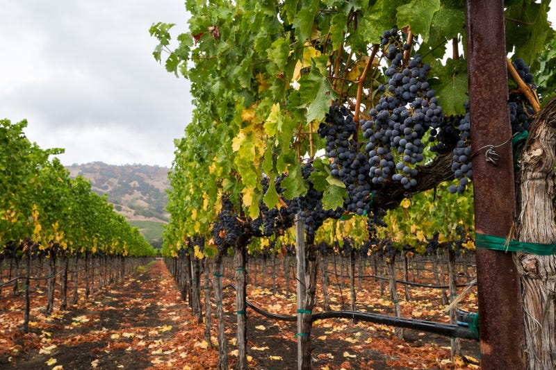 All this rain has been a boon for North Bay wineries who are looking to be more sustainable with their water use amid the California drought.
