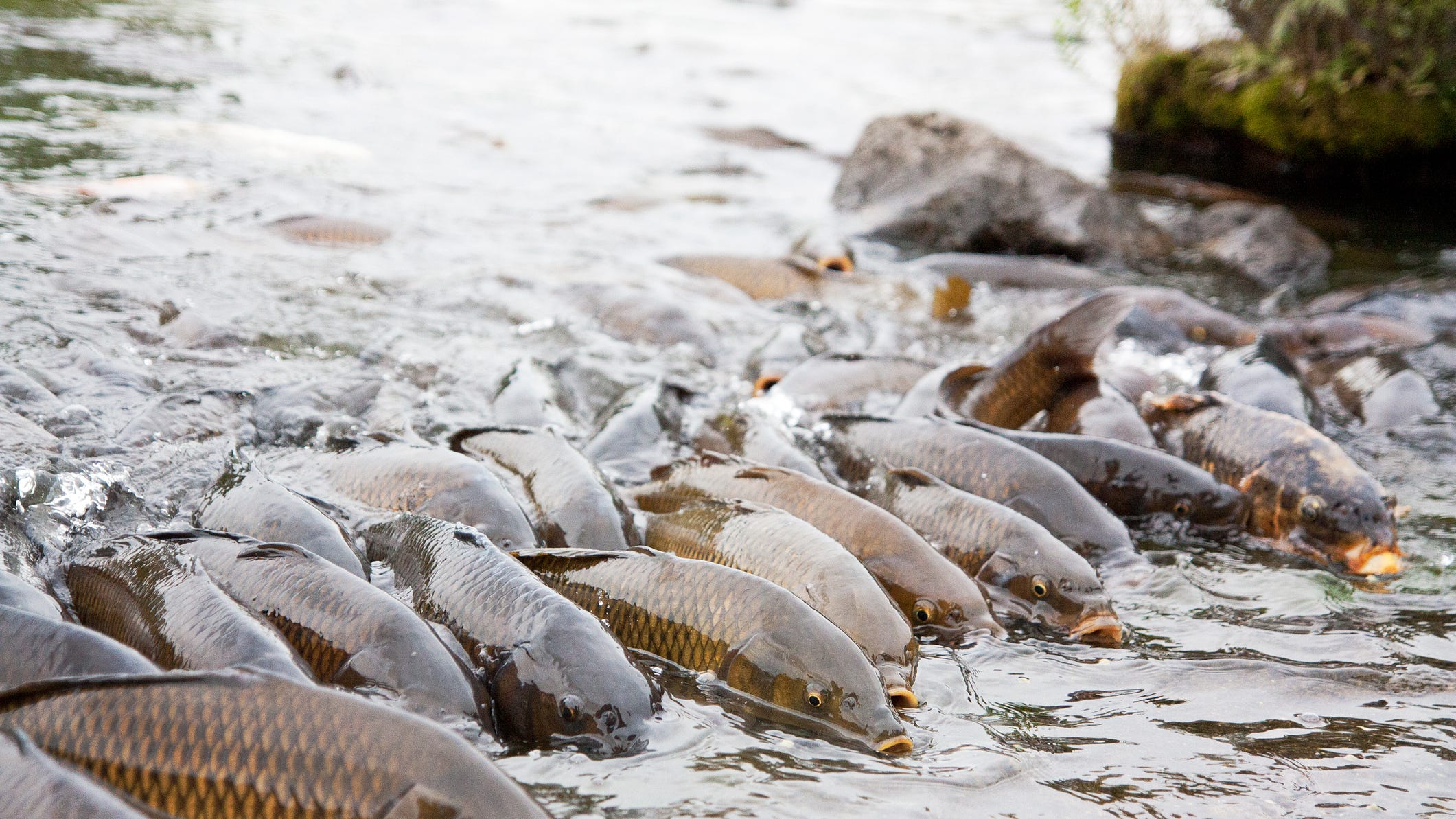 Redneck Fishing Tournament returns to cut down Asian Carp population
