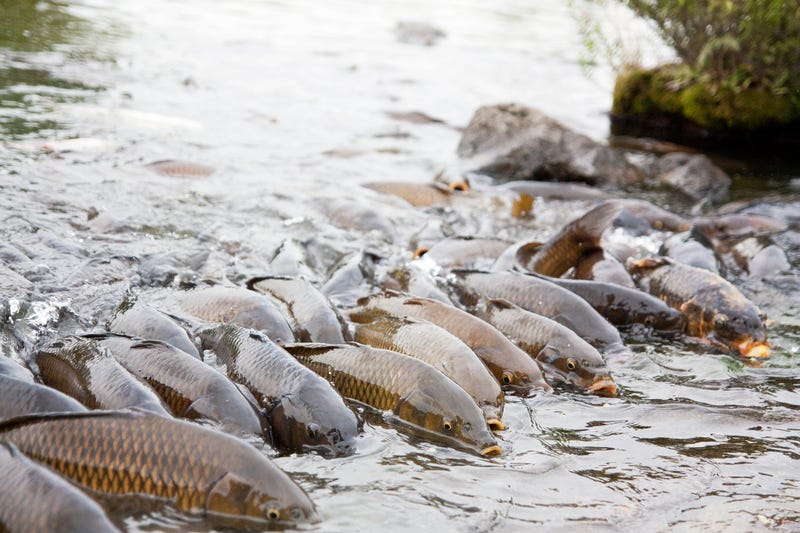 Rush crowded of carp