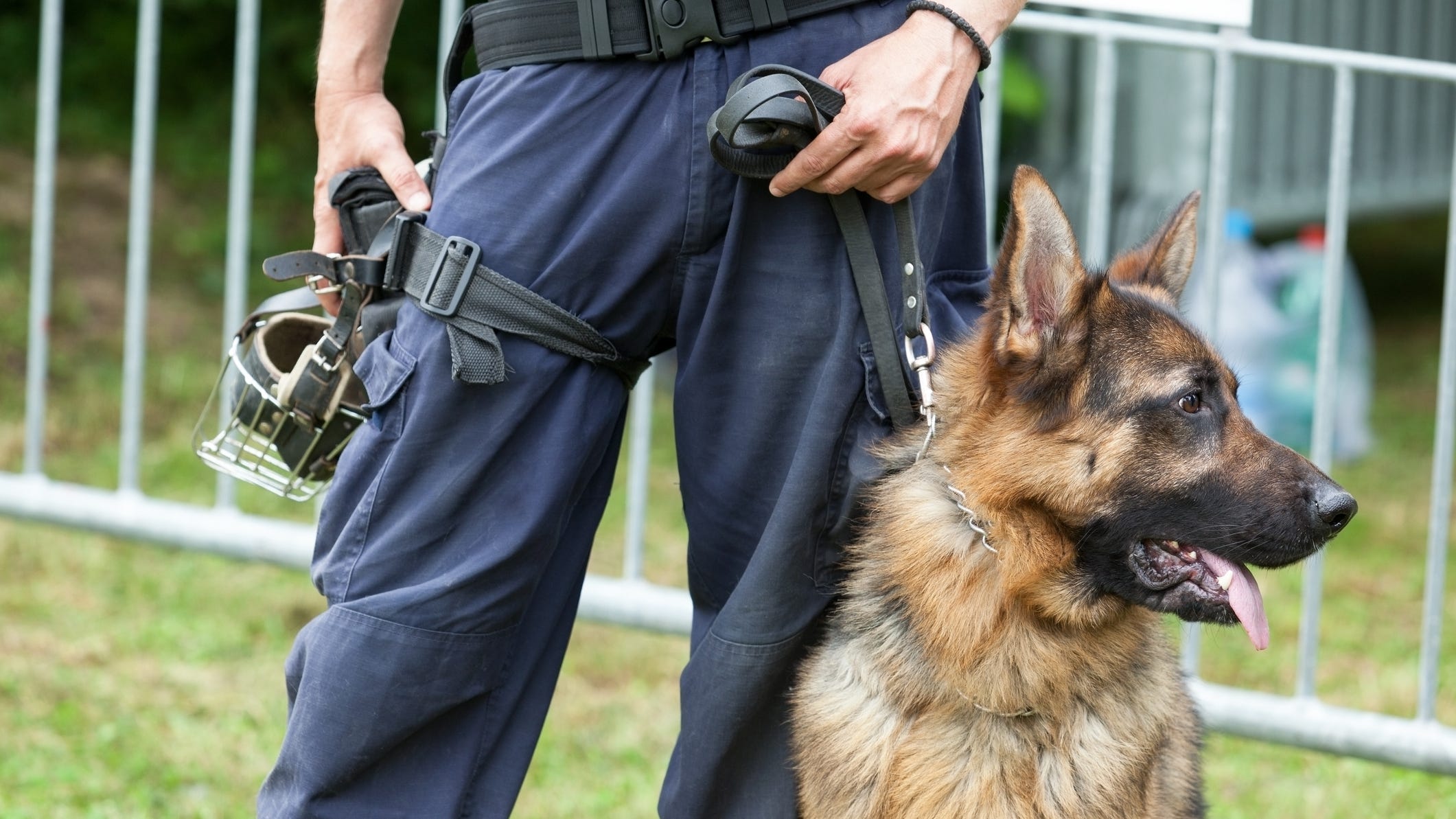 Michigan police K-9 killed in car wreck