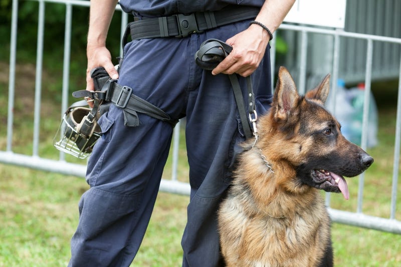 K-9 police dog and handler stock photo.