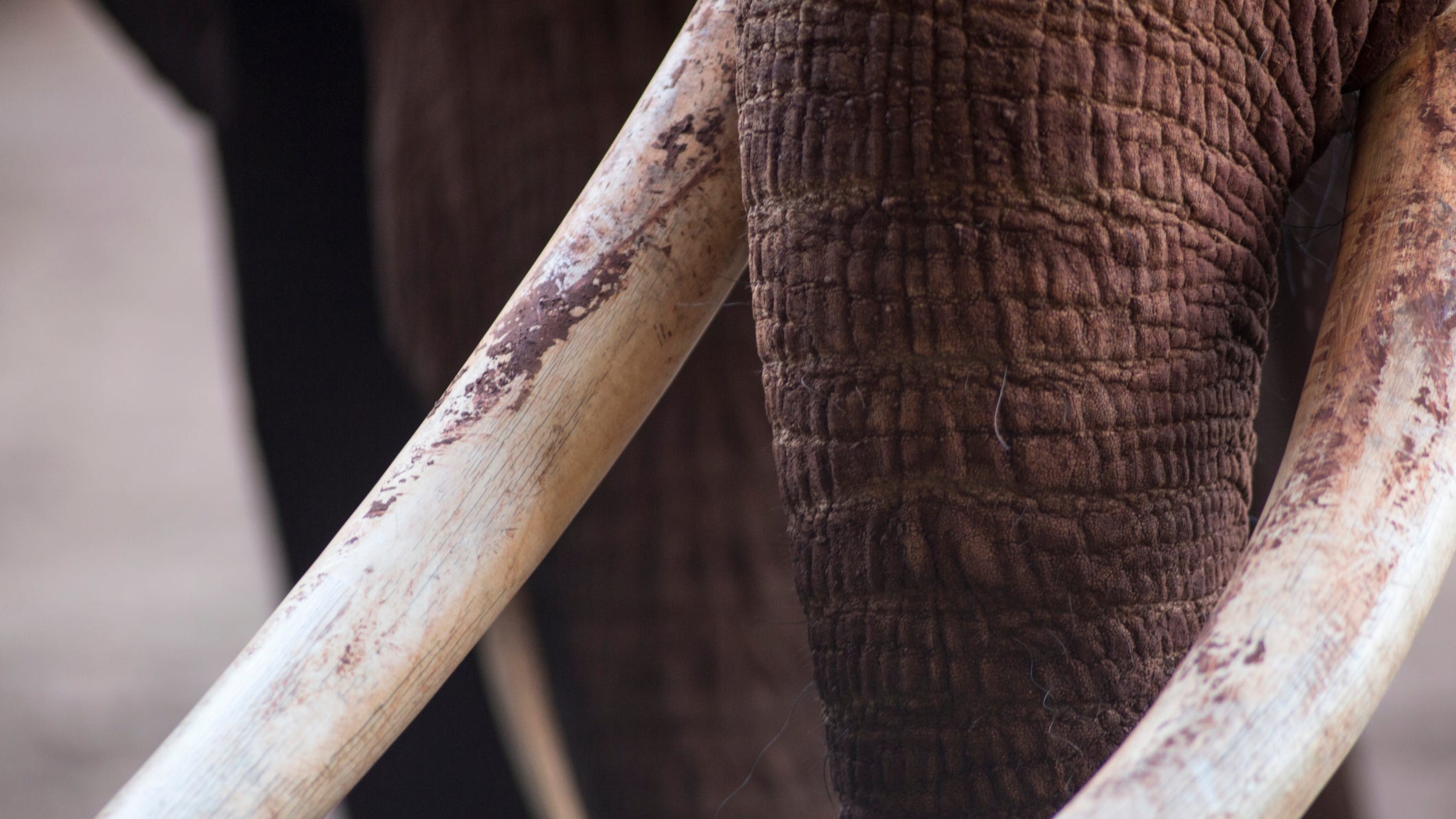 California man accused of illegally selling ivory carvings out of garage