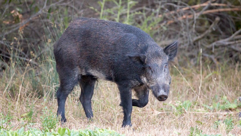 Texas hopes to curb feral hog population with new hog contraceptive "HogStop"