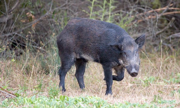 Wild boar, wild hog, feral pig, feral hog, Old World swine, razorback, Eurasian wild boar, Russian wild boar.