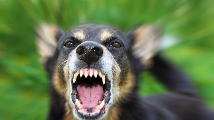 Dog seized in Fort Worth after it attacked teen girl