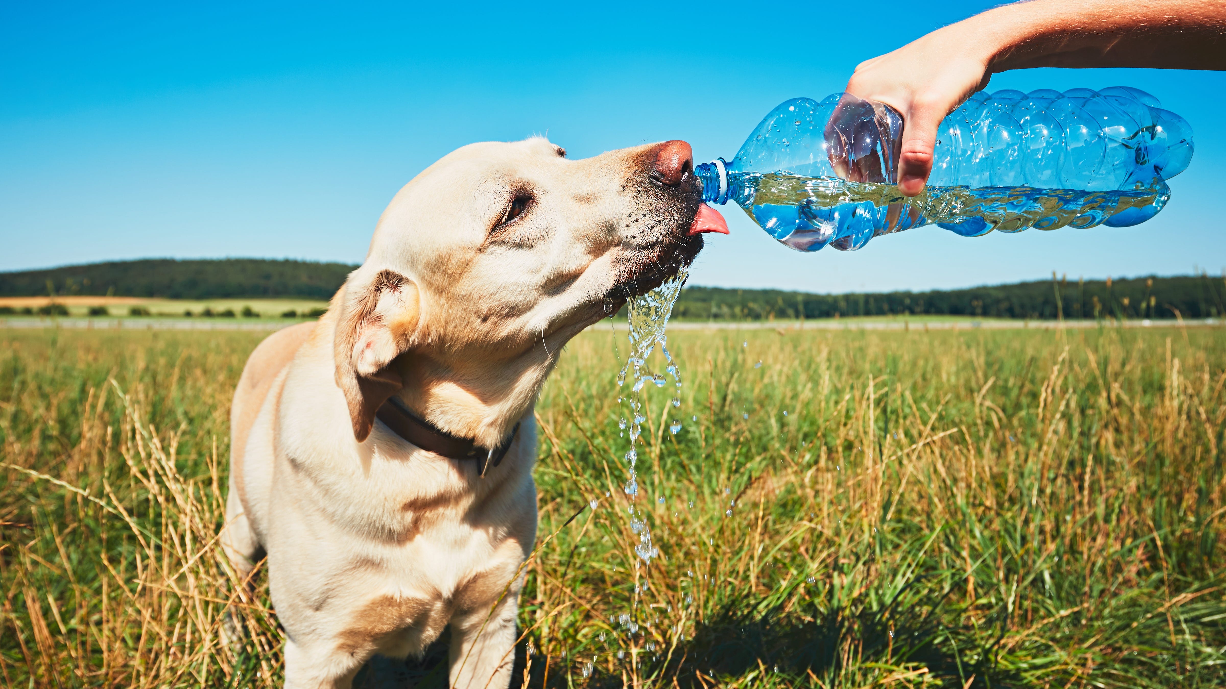 Tips for protecting your pups as heatwave intensifies