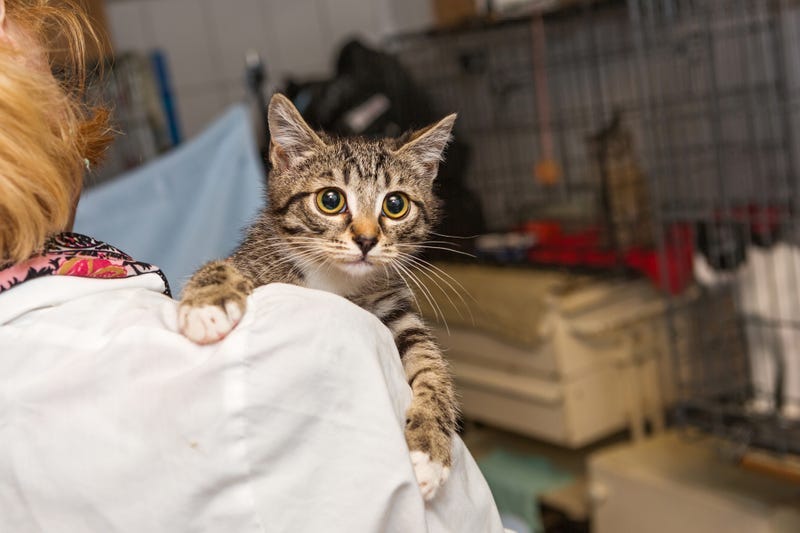 Despite the surge in pandemic pets when coronavirus took hold in 2020, numbers show that pet adoptions have actually gone down over the course of the pandemic.