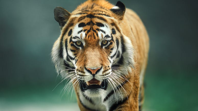 Loose tiger roaming around Houston neighborhood leads to armed standoff