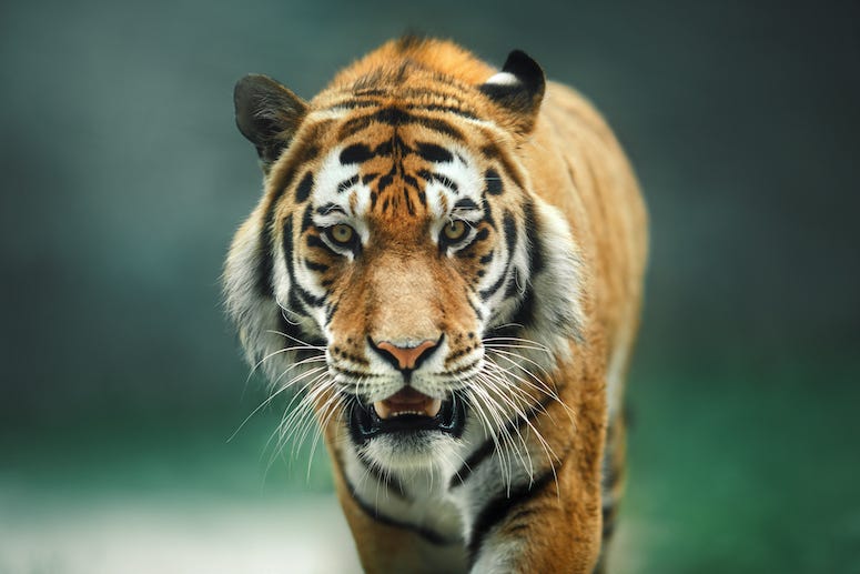 Portrait of a tiger