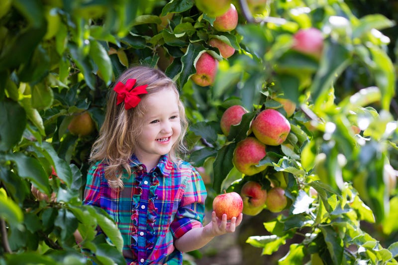 Little child picking apples from tree in a fruit orchard