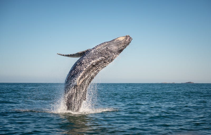 Another dead whale has been found floating offshore in New Jersey — this time in Seaside Park, Ocean County.