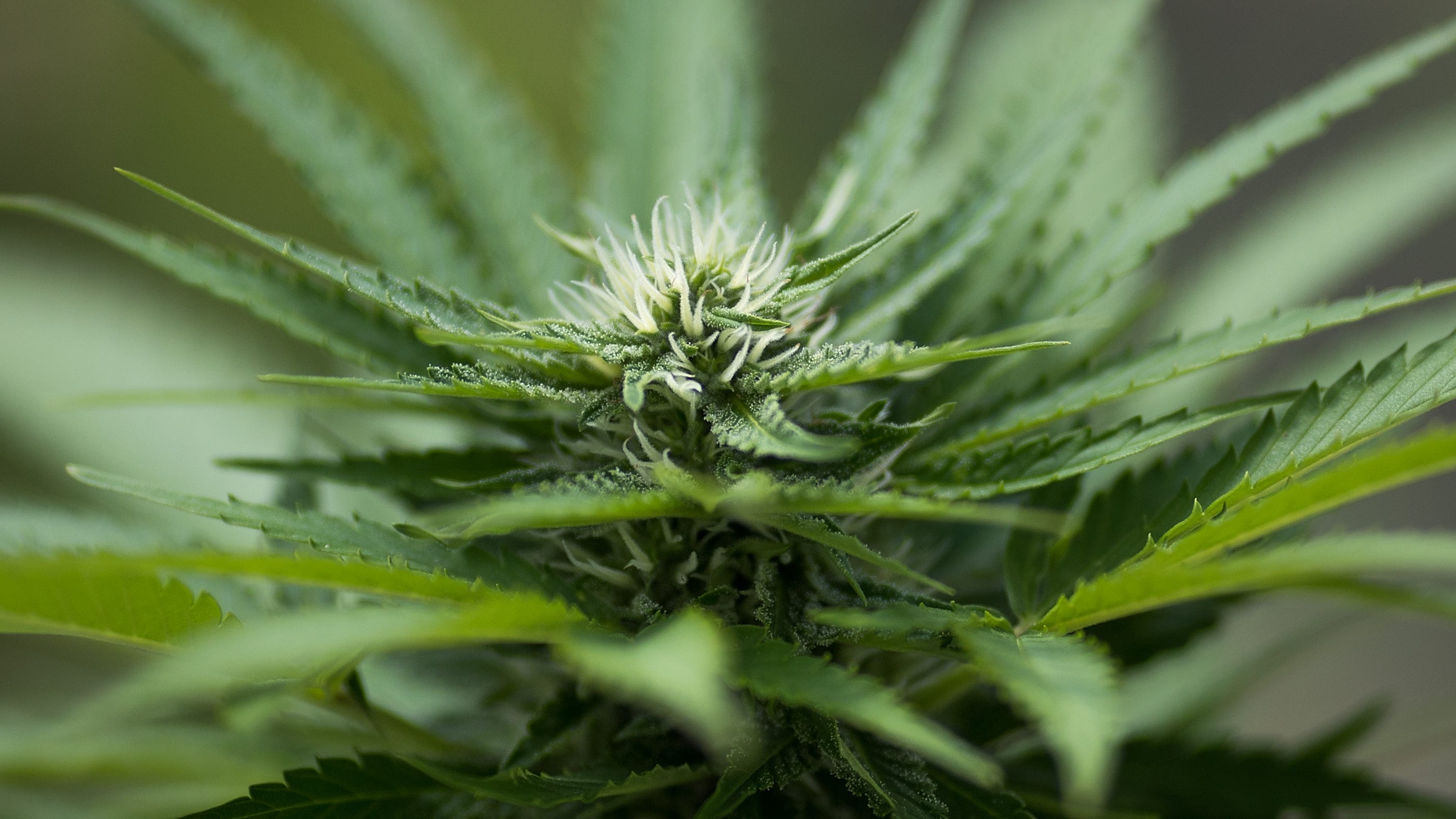 Marijuana in New York: Conditional processor license applications commence