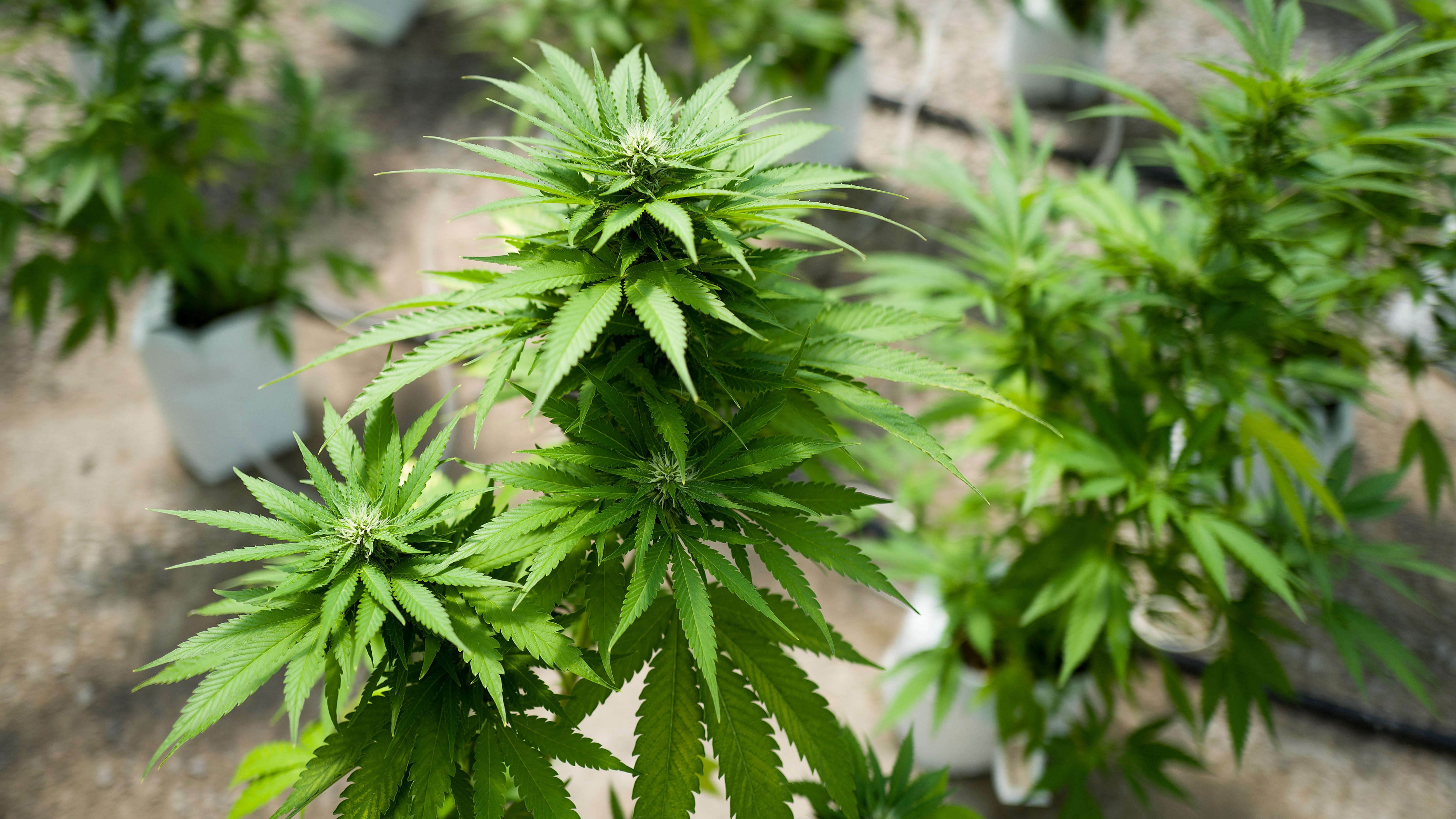 NY lays out rules for growing cannabis at home post-legalization