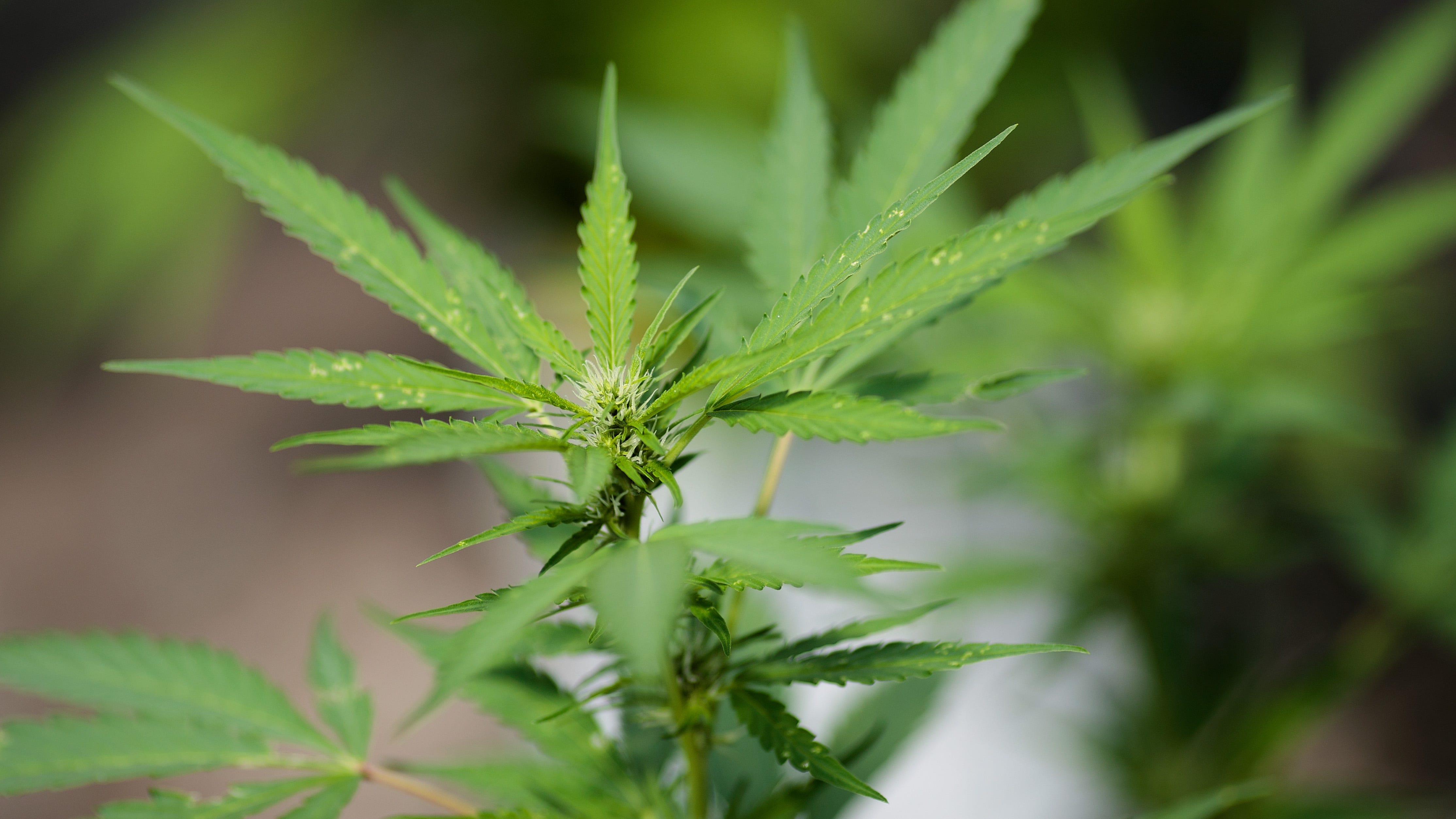 NY state legalizes recreational marijuana