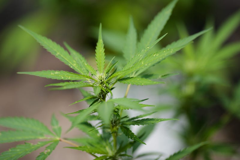 Cannabis plants