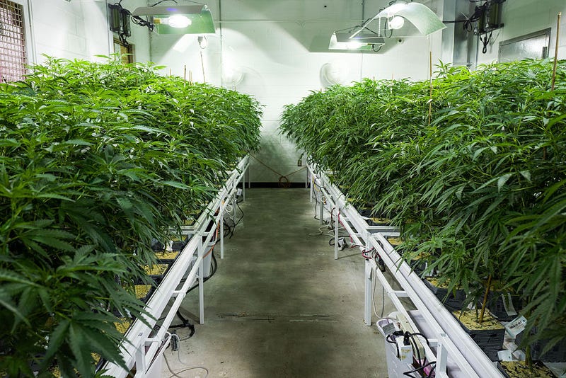 Cannabis plants grow in a 'vegetation room.'