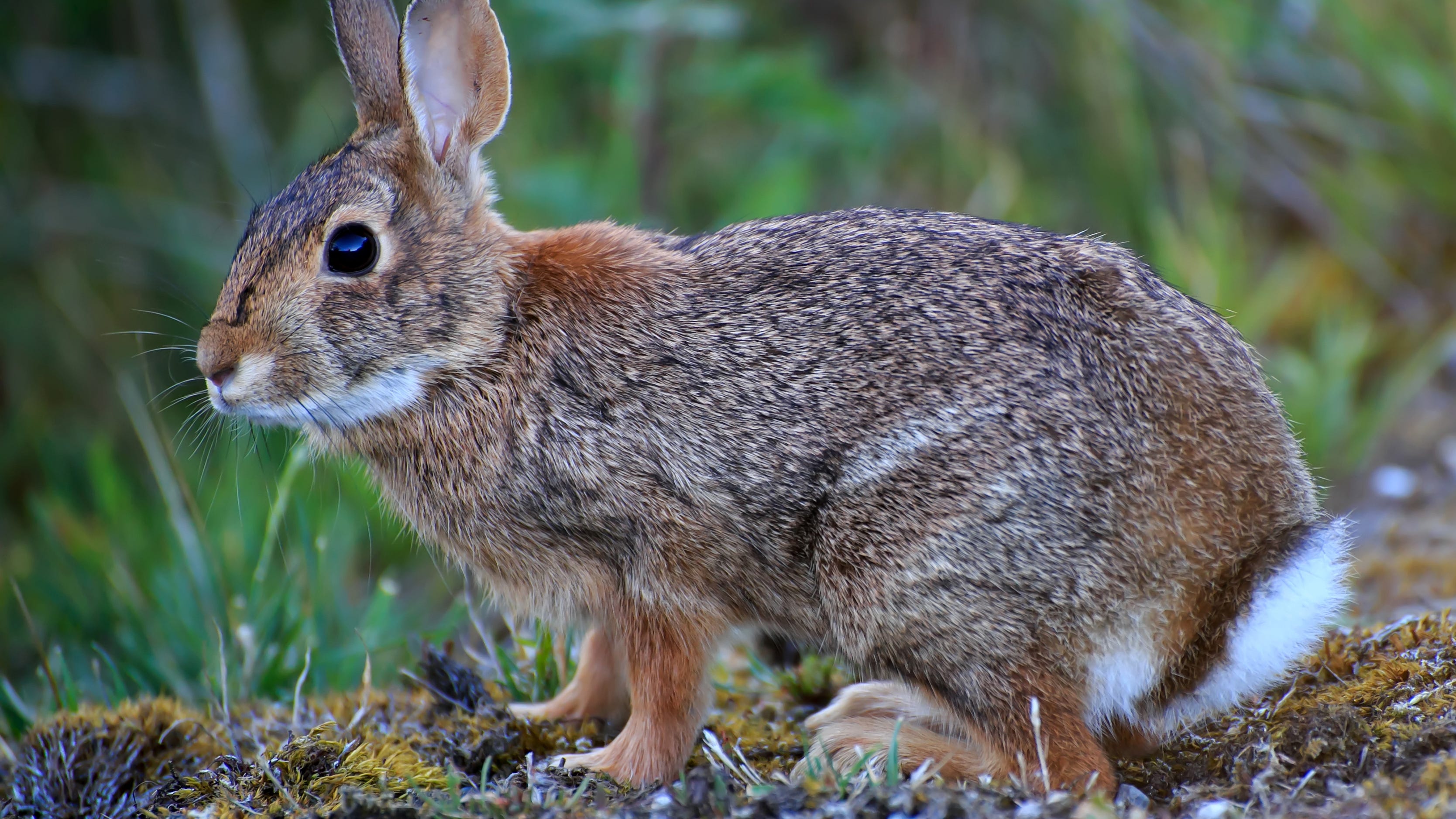 Man busted by Michigan DNR for possession of 151 cottontail rabbit carcasses after he bragged about shooting them