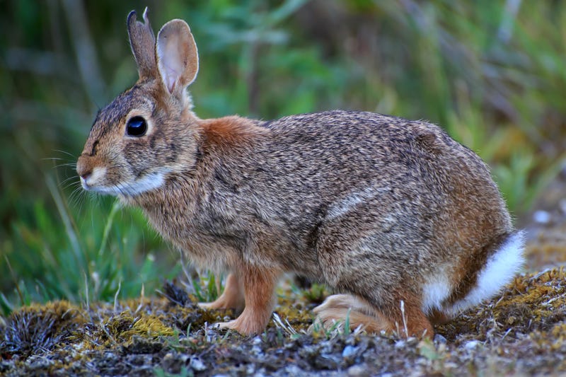 Charges are being sought against a Mecosta County man who was found to have over 150 dead cottontail rabbits in the bed of his truck and at his home by conservation officers.