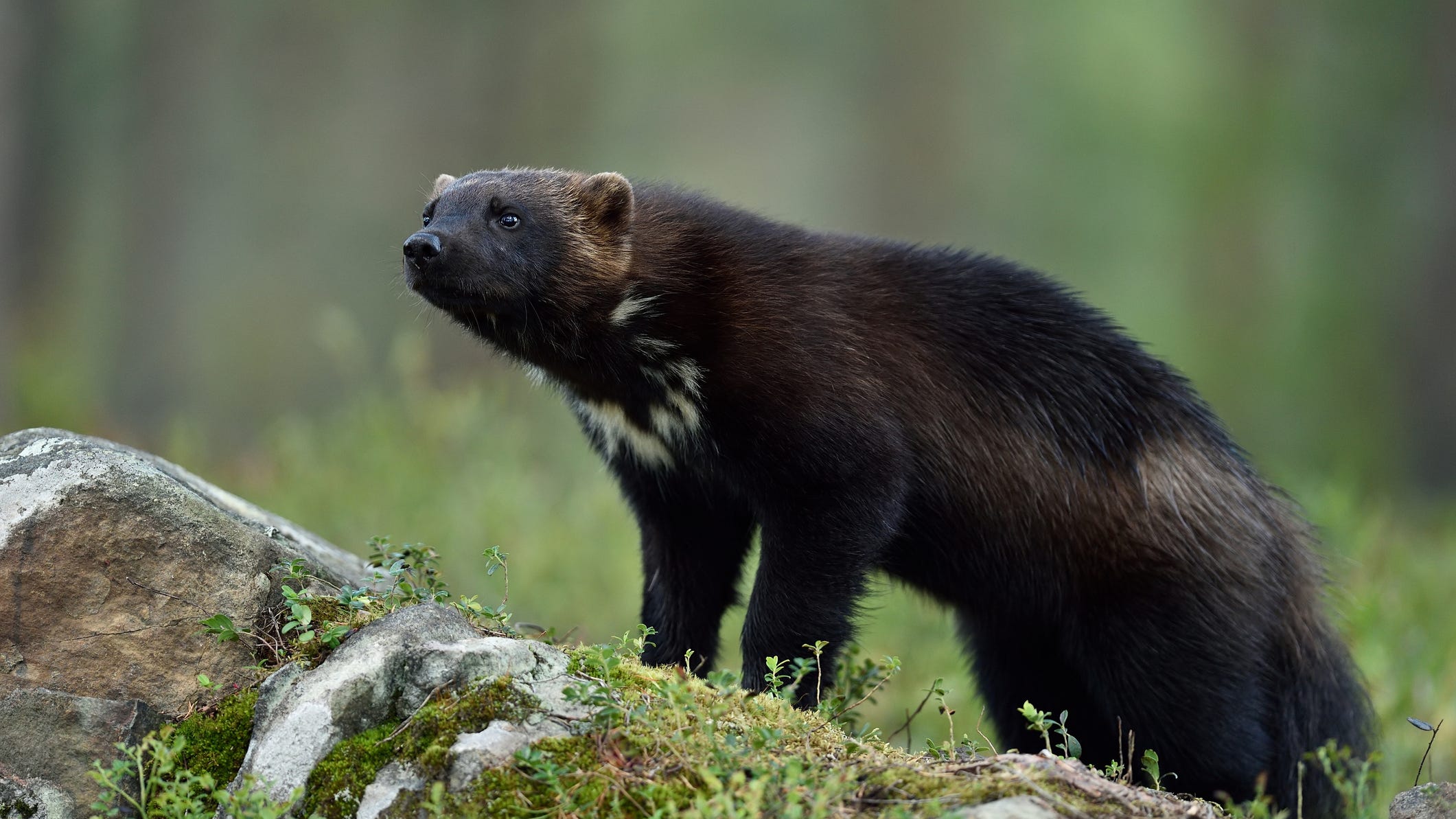 Extremely rare wolverine caught in Utah is a 'once in a lifetime' find