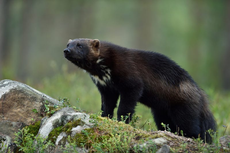 Wolverine stock photo. 