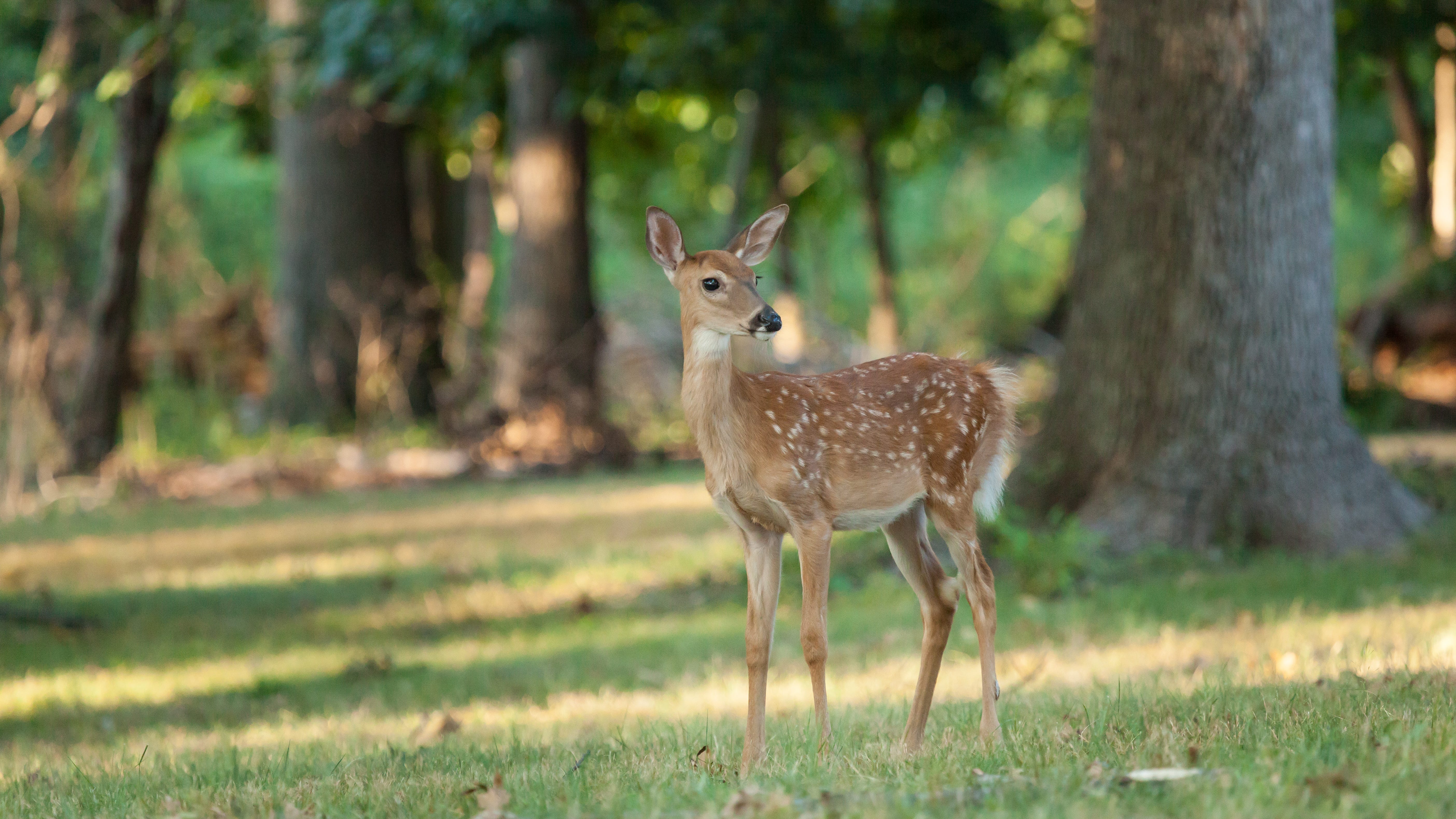Deer blamed for 2nd fatal NJ crash Sunday: Woman, 19, in Jeep dead