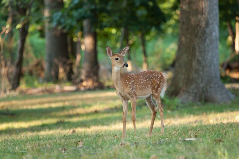 The crash was the second fatal one involving a deer on Sunday in New Jersey