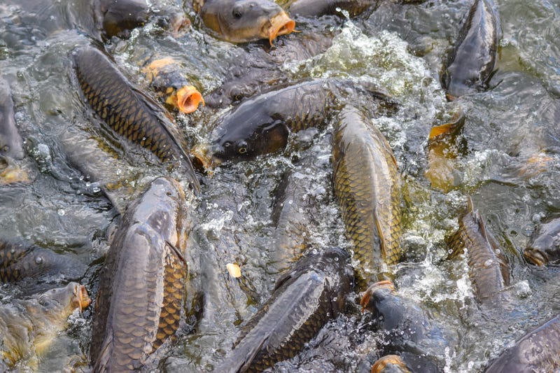 Carp Feeding Frenzy