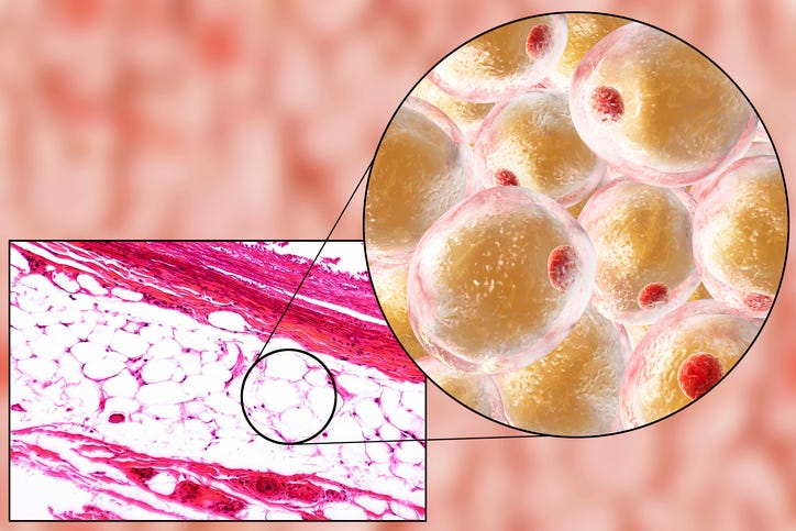 fat cells