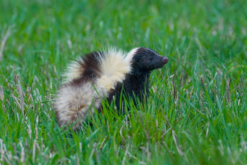 Skunk