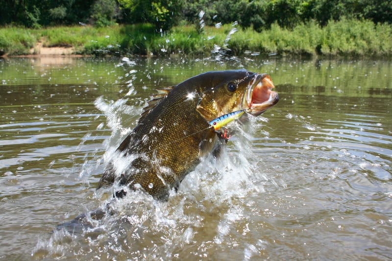 Smallmouth Bass