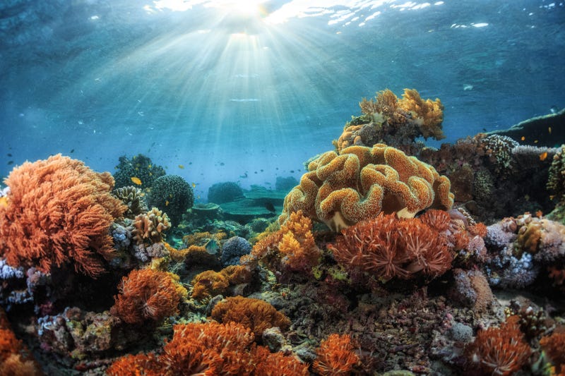coral reef